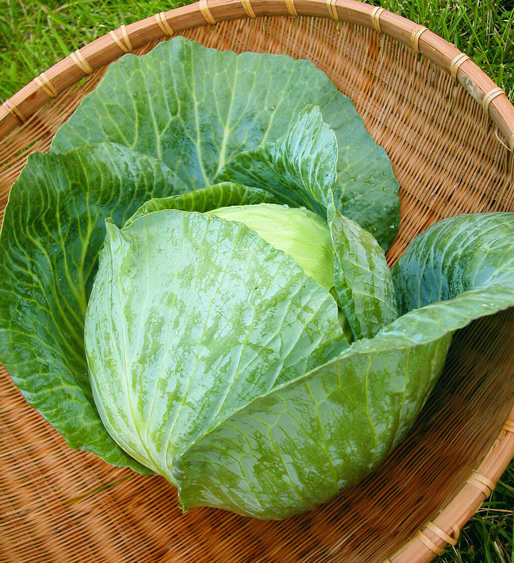 Grows large, round, blue-green heads. Well suited to the South as a spring and fall cabbage. It also performs well in the North as a summer cabbage. Resistant to Fusarium yellows and tolerant of black rot.