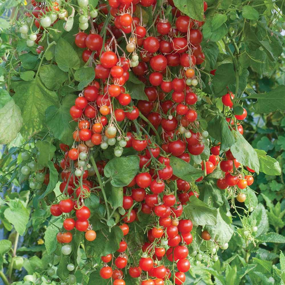 Tomato - Sweet Million Large