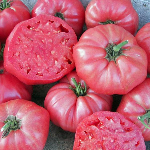 Tomato - Pink Brandywine Heirloom