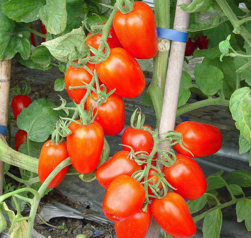 Tomato - Juliet