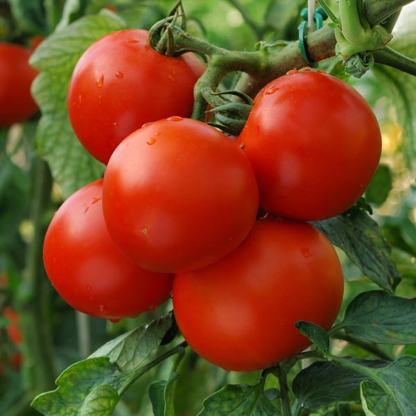 Tomato - Patio Large