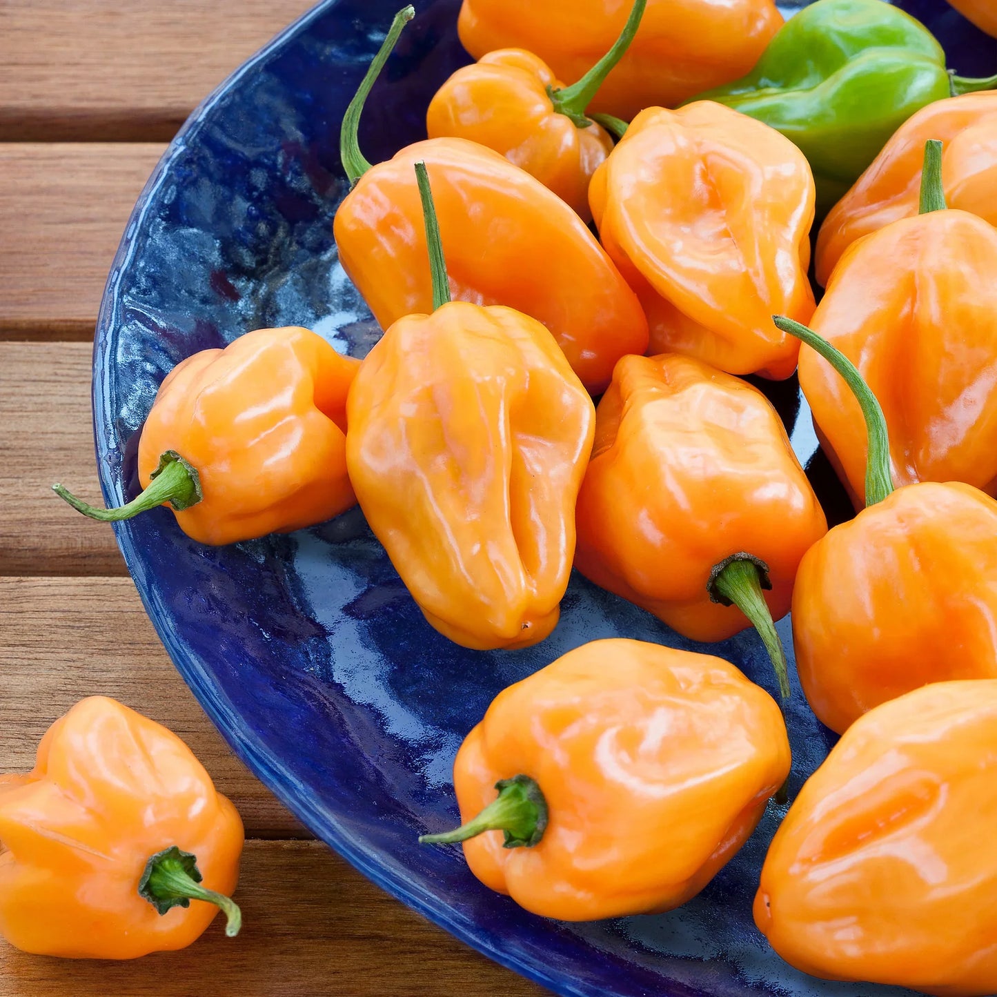 One of the most potent hot peppers- 100 times hotter than Jalapeño! Great for hot sauces and basting. Wrinkled, tapered little fruit turn from green to orange. Bear very well in hot weather. Grows well in containers. Tapered little fruit turn from green to orange. Bear very well in hot weather.