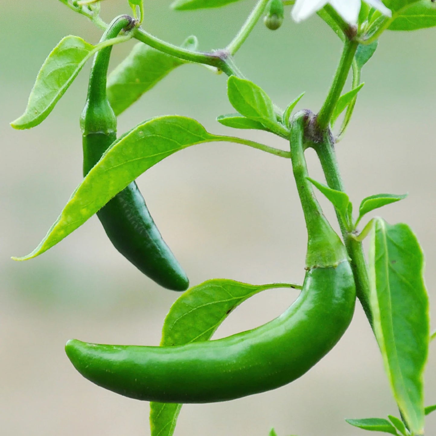 This variety is a vigorous bearer of hot, pungent, candle-shaped fruits that mature from green to bright red. Plants do well in most climates and are especially well adapted to hot, humid areas. This pepper is growing in popularity for pickling and salsa, and is the pepper of choice for making pico de gallo.