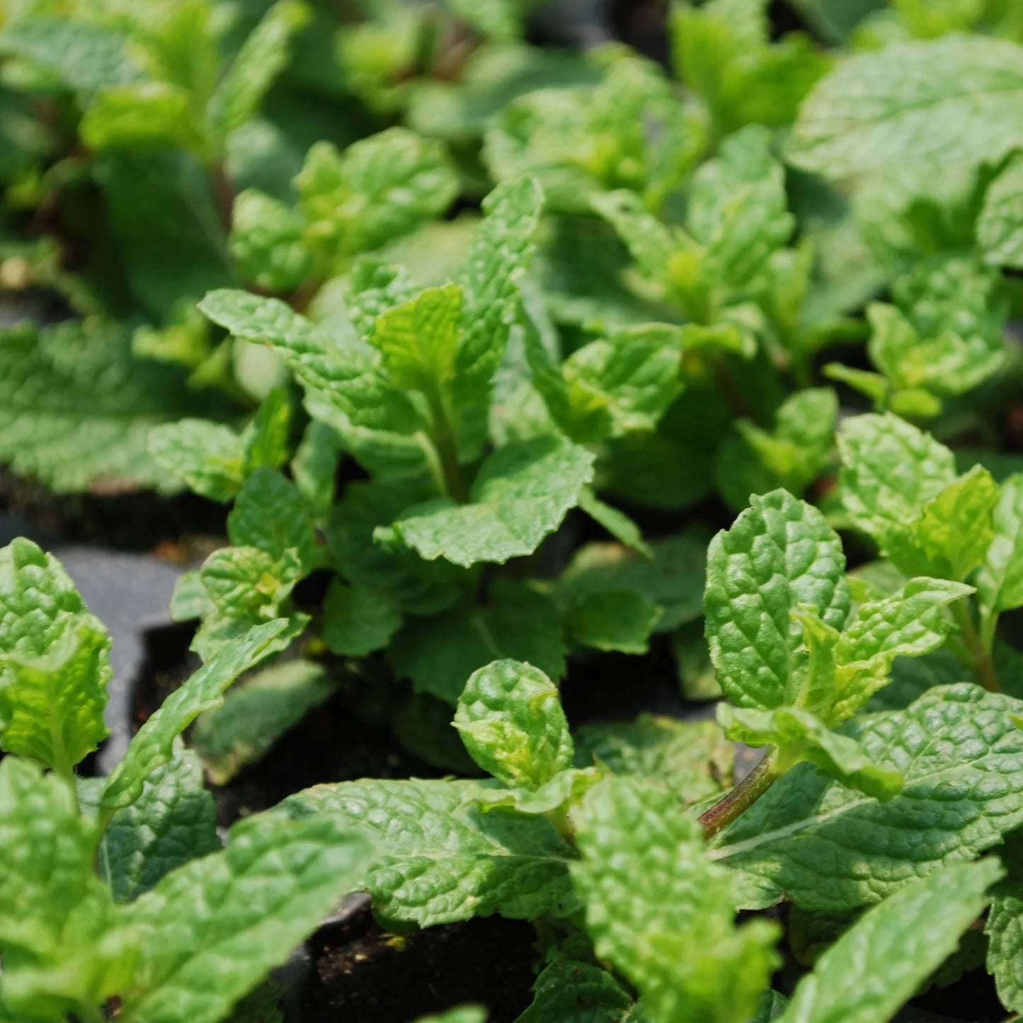 Mint is one of the easiest herbs to grow. This one has extra large leaves that most cooks really like for chopping into sauces and drinks. Our sweet mint is grown from cuttings of a variety that comes to us from Israel, where mint is used in many dishes, from lamb to yogurt sauce. We think you'll like the rich spearmint flavor of this variety. This plant can go a little crazy, though, so be careful or it can spread farther than you might like. For this reason many people grow it in a pot. The long stems ca