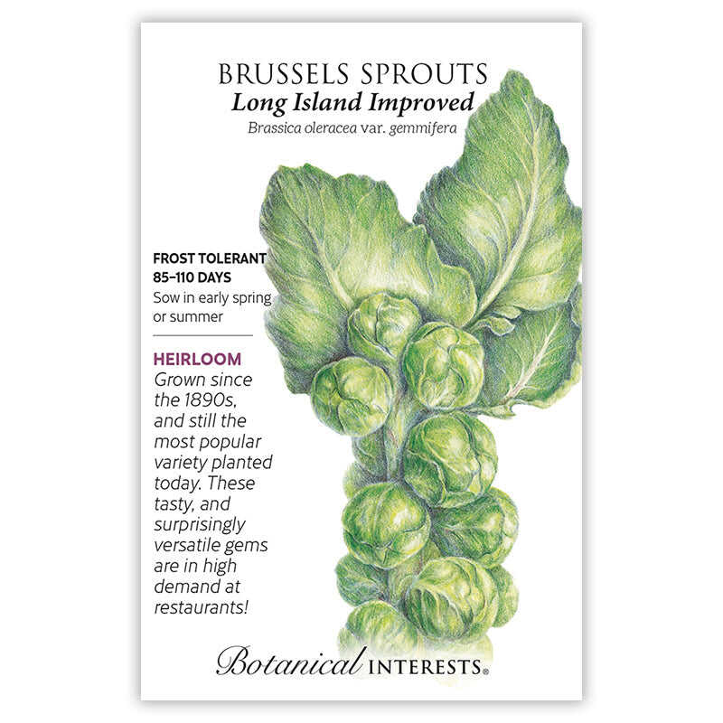 Modern chefs have transformed this historically disliked vegetable into a much-sought-after food that is delicious deep fried, steamed, or roasted. Give them plenty of water, nutrients, and time to grow before they begin forming sprouts. Covering plants with row covers after sowing/transplanting will help exclude pests. You can leave plants in the garden into the winter, as they are hardy to 10°F; frost actually improves the flavor. The plants resemble little palm trees.