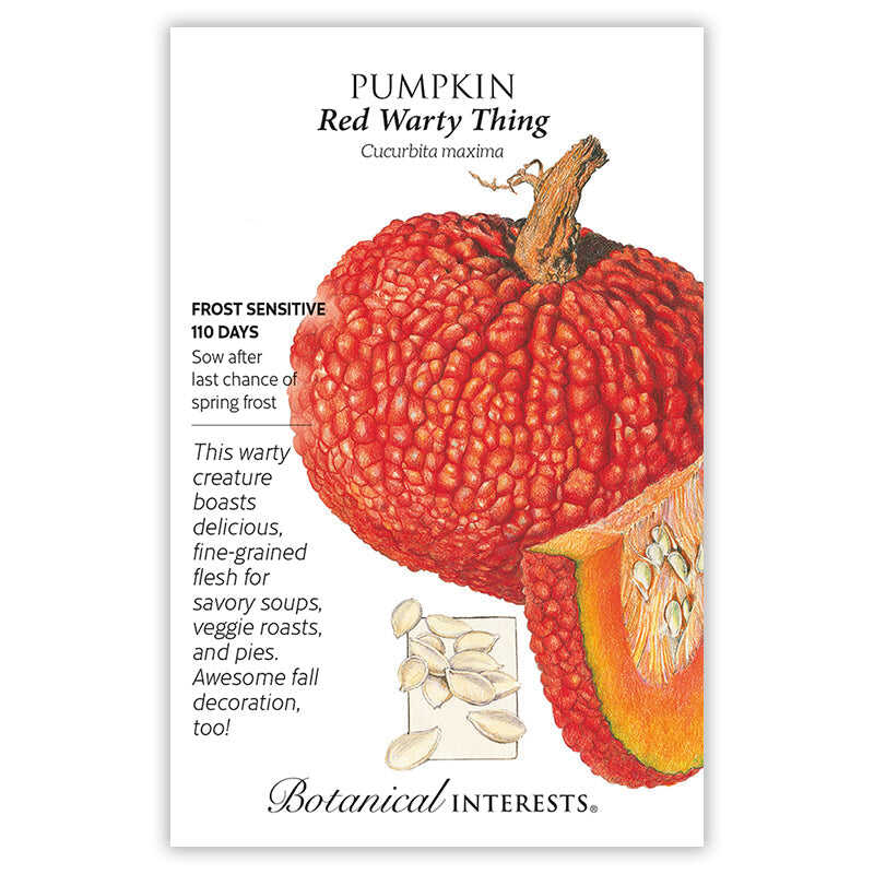 Developed from the 1897 heirloom 'Victor', which spent years in storage at the U.S. Seed Bank. Peculiar looking, but renowned for delicious flavor and fine texture. The bumpy, thick, red-orange skin protects the 10–20 pound pumpkins, allowing them to store for many months. Whether you carve it or eat it, 'Red Warty Thing' is sure to receive a lot of oohs and ahhs! 1–2 fruits on 10'–15' vines.