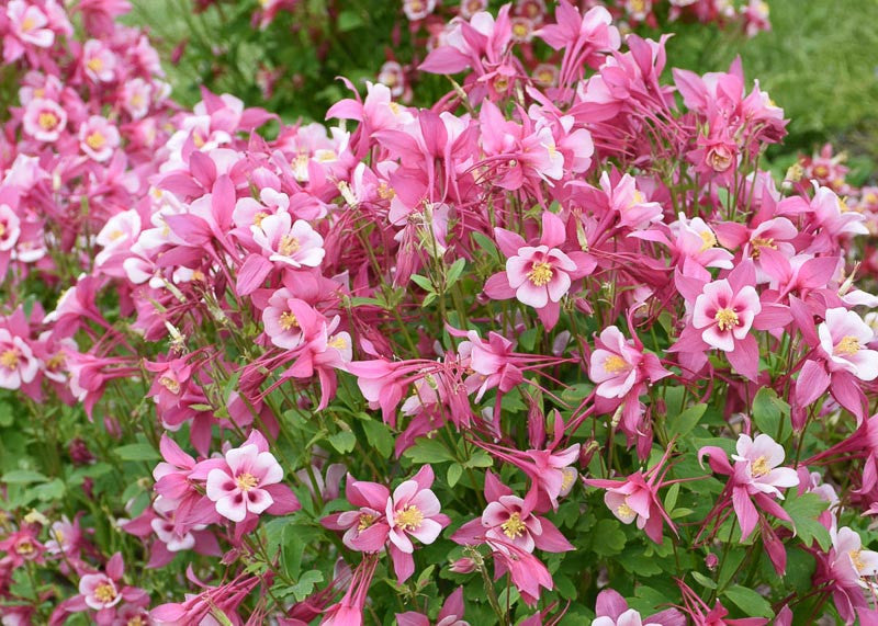 Aquilegia caerulia - Columbine
