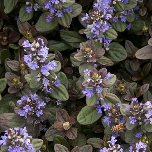 Ajuga reptans - Carpet Bugle (Chocolate Chip)
