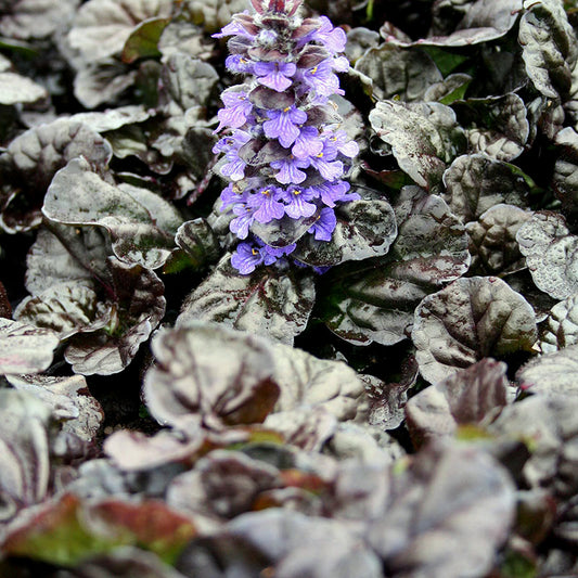 Ajuga reptans - Carpet Bugle (Black Scallop)