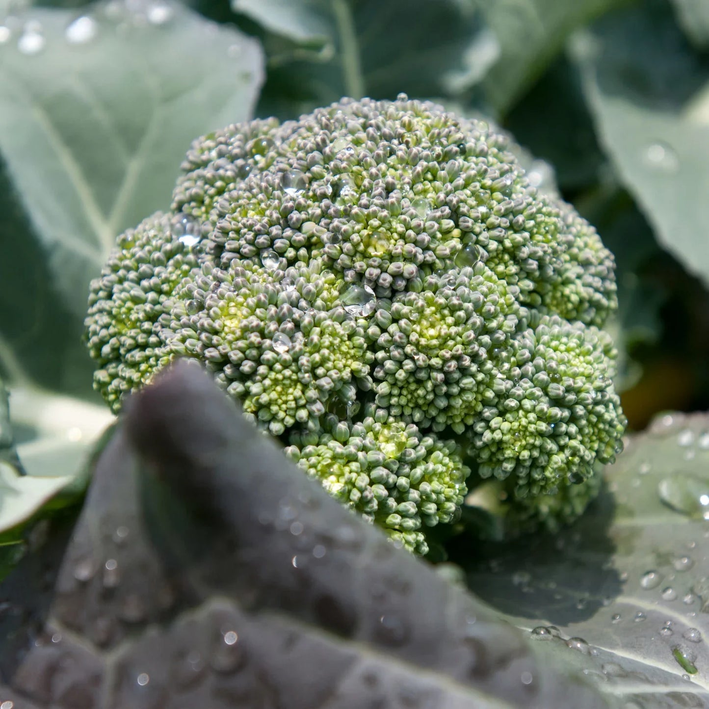 Well adapted to warm weather, these plants form smooth, dark green heads on medium-sized stems with few side shoots. Heads offer classic flavor and all the vitamins and protein broccoli is known for. Water plants consistently for best yields, especially as temperatures climb. If you like Packman, youâ€™ll like Lieutenant Broccoli.