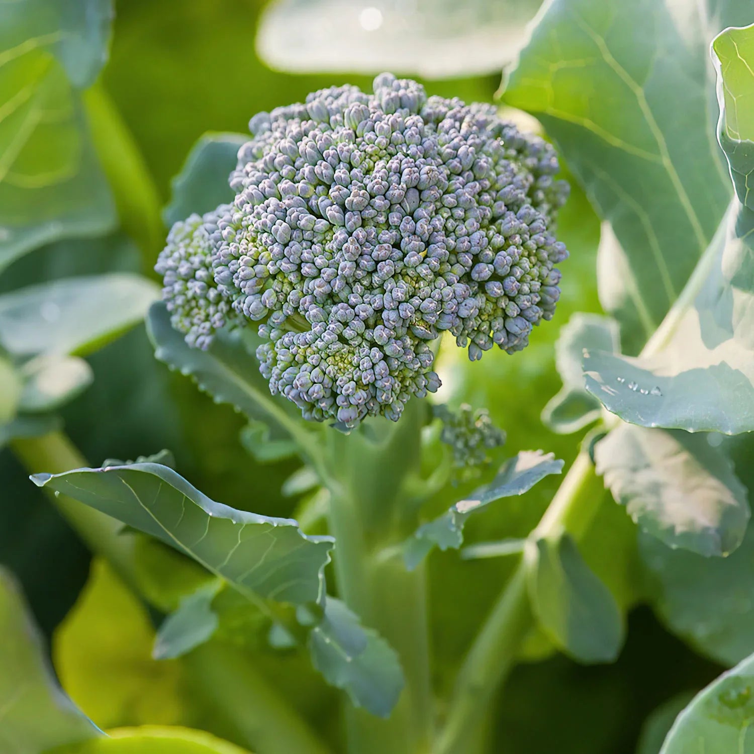 Enjoy beautiful, smooth, medium-sized heads of blue-green broccoli. Plants are compact and grow quite well in containers. Donâ€™t pull them once youâ€™ve harvested the head, though, as plants will continue to produce lots of side shoots that are just right for snacking or sautÃ©ing. This variety has excellent heat tolerance, too. Plant in late summer for a fall harvest.