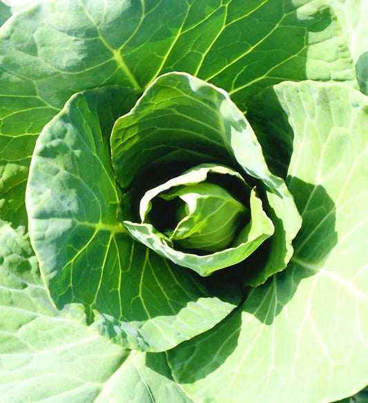 Heirloom. This American cabbage is a favorite for early harvest, forming a conical, pointed, dark green head with a smooth, sweet flavor. The head is slow to split and slow to bolt. Holds in the garden for 2 to 3 weeks after maturity. Rich in vitamins and minerals. Some gardeners consider this the best tasting of all cabbages.