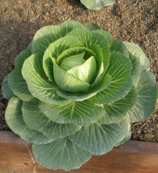 This is our favorite "mini-cabbage." It matures extra early with tight, softball-sized, round heads. The small plants allow closer spacing in the garden or for growing in containers.