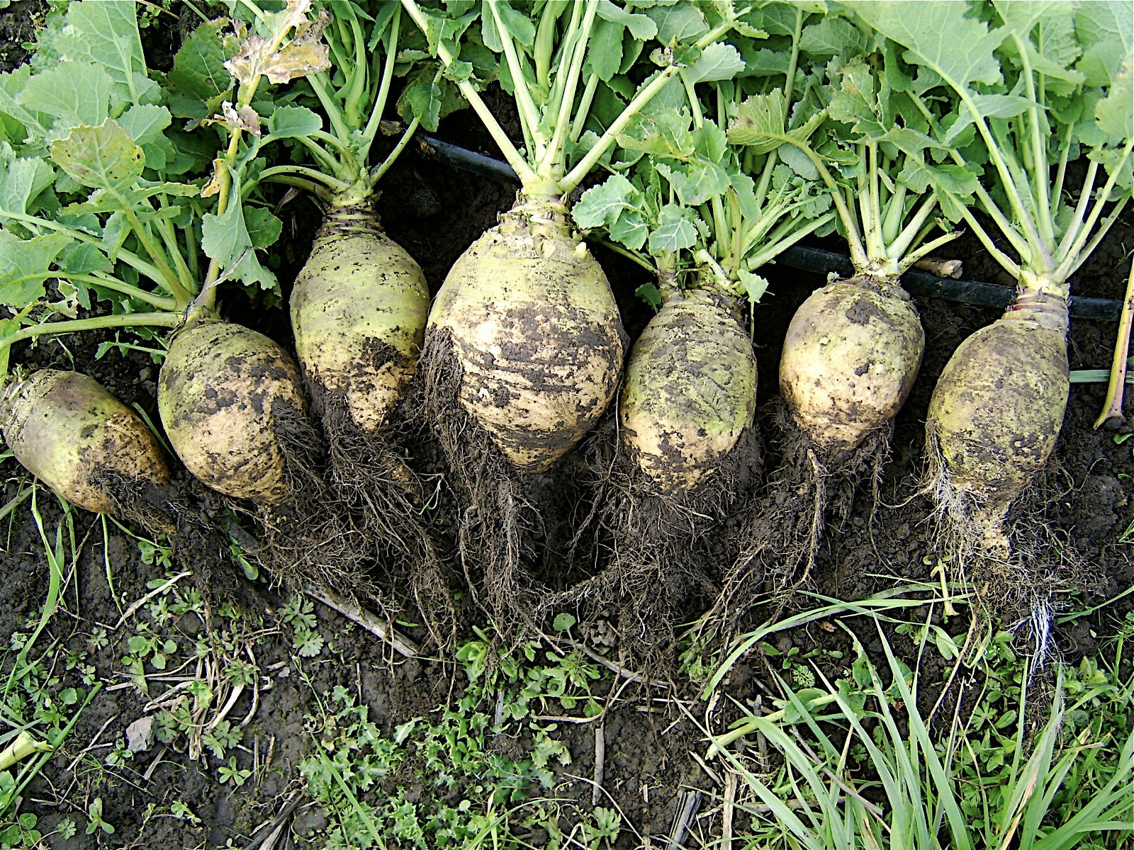 Rutabagas are known by many names: Russian turnip, Swedish turnip, Swedes, winter turnip, yellow turnip, and Canadian turnip. As these names suggest, rutabagas are related to turnips, created by a natural cross between cabbage and turnip. Compared to turnips, rutabagas grow larger (thanks to their cabbage heritage) and require a few weeks longer to mature. 