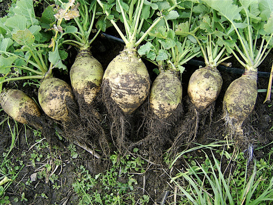 Rutabagas are known by many names: Russian turnip, Swedish turnip, Swedes, winter turnip, yellow turnip, and Canadian turnip. As these names suggest, rutabagas are related to turnips, created by a natural cross between cabbage and turnip. Compared to turnips, rutabagas grow larger (thanks to their cabbage heritage) and require a few weeks longer to mature. 