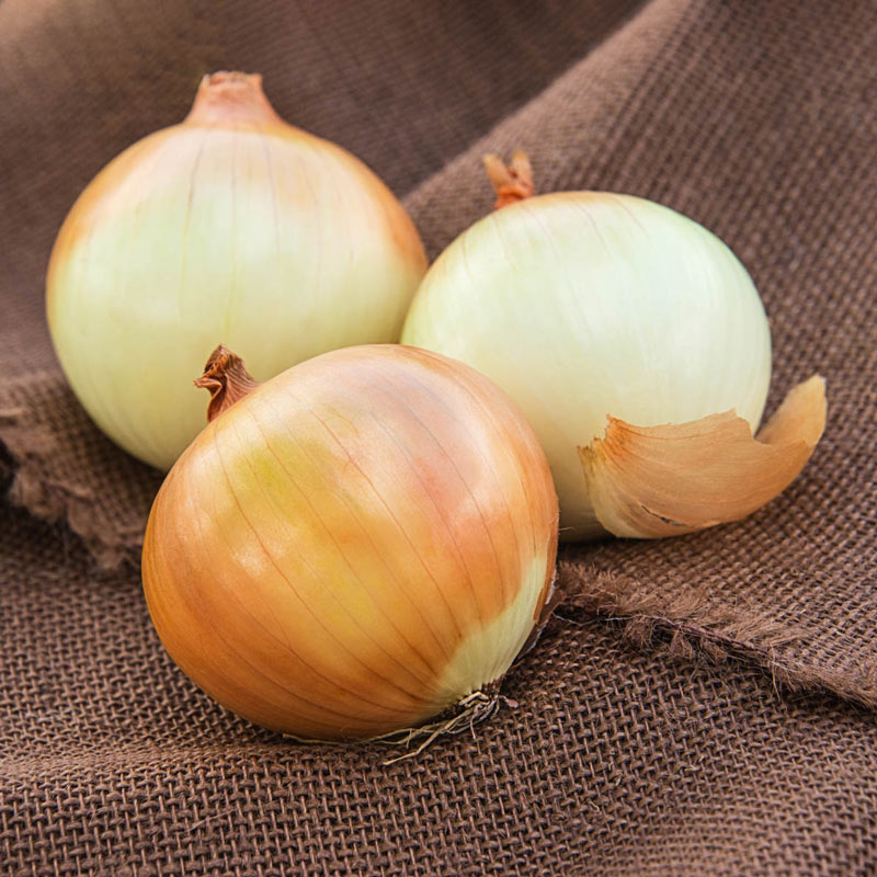 This jumbo-sized onion is incredibly sweet and mild. Well adapted throughout the country. Separate before planting.