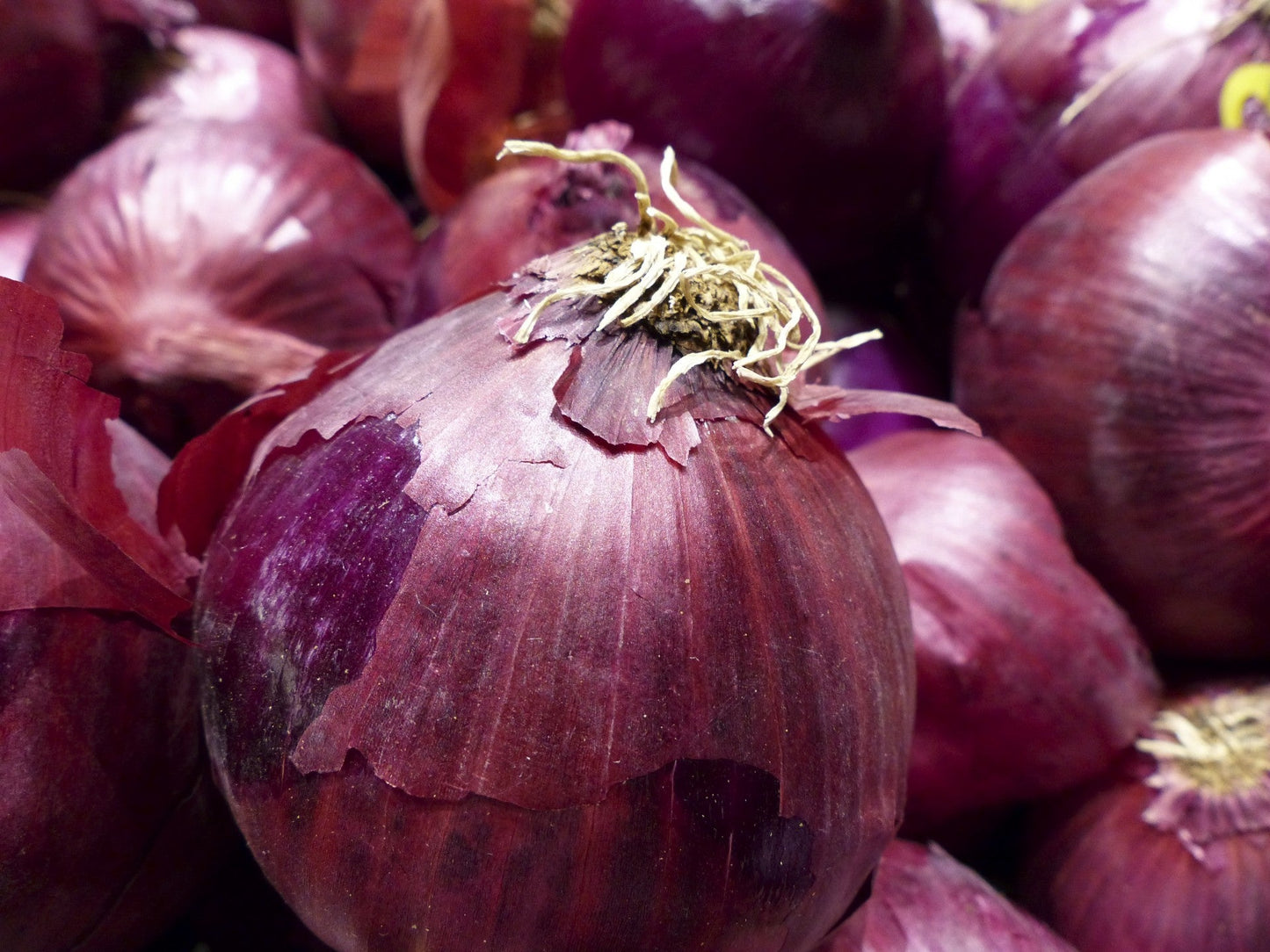 Famous for its large size and sweetness! Stores up to one month. Separate before planting.