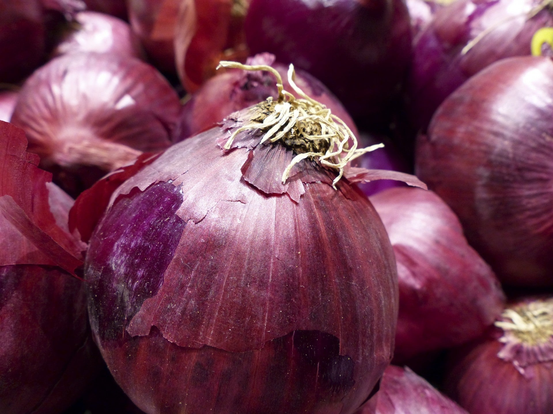 Famous for its large size and sweetness! Stores up to one month. Separate before planting.