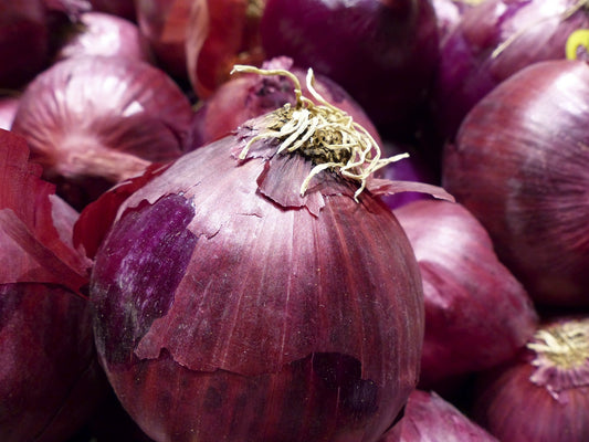 Famous for its large size and sweetness! Stores up to one month. Separate before planting.