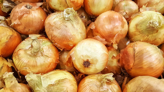 Famous for its large size and sweetness! Stores up to one month. Separate before planting.