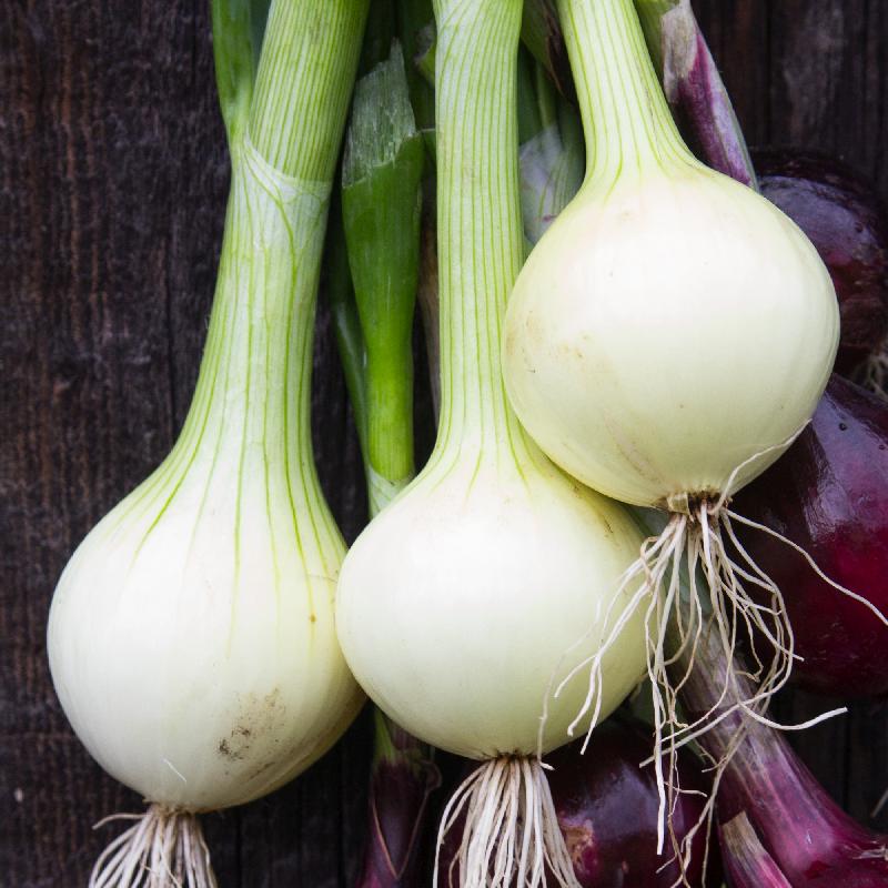 Onion - White Bermuda