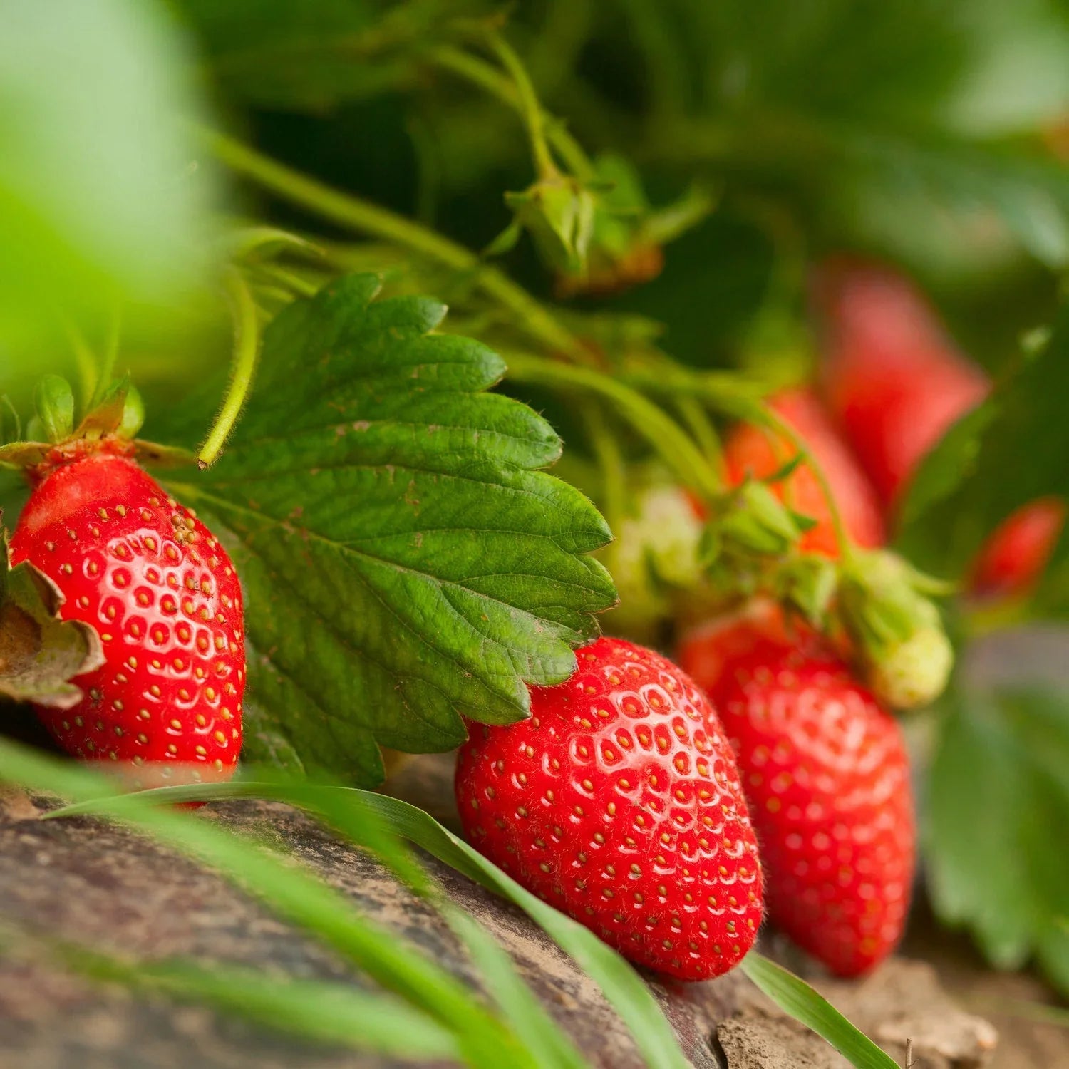 This everbearing strawberry produces high yields of large, very sweet fruit from late spring through fall. Large, soft, deliciously sweet fruit ideal for jam, preserves, fresh eating, or desserts. Plants are cold-hardy and send out long runners. Great for containers. Plant so that crown is just above soil level.