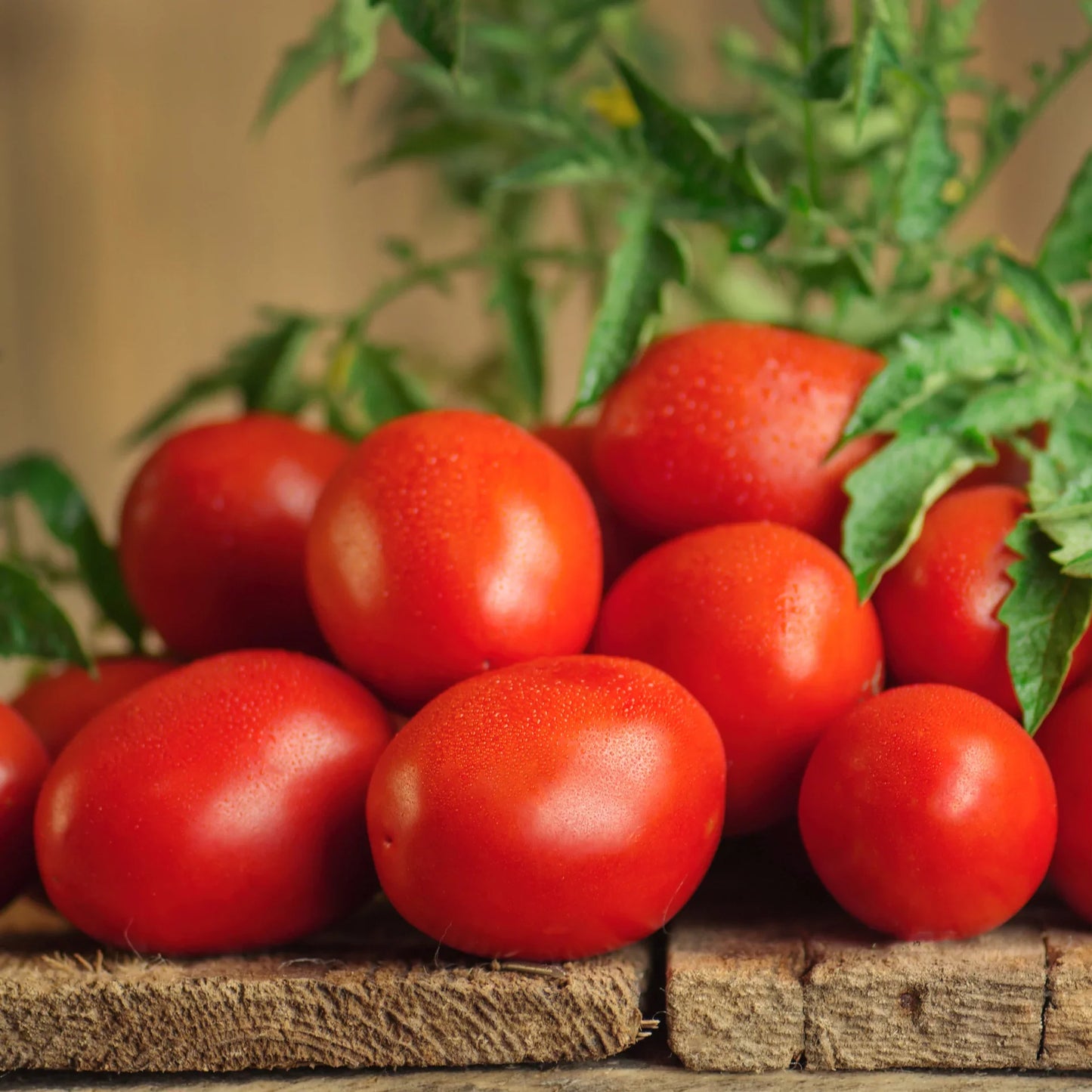 Prized for its use in tomato paste and sauces, Roma produces a large harvest of thick-walled, meaty, bright red, egg-shaped tomatoes about 3 Inches Long and with few seeds. This tomato is not juicy. This is not a slicing tomato. Instead, the flesh is thick and drier so that it will cook down into a thick sauce. Cooking intensifies flavor, too. If you can tomatoes, make your own spaghetti sauce, or like to chop a tomato into an omelet, this is a great choice. It's not too juicy in the pan compared to slicin