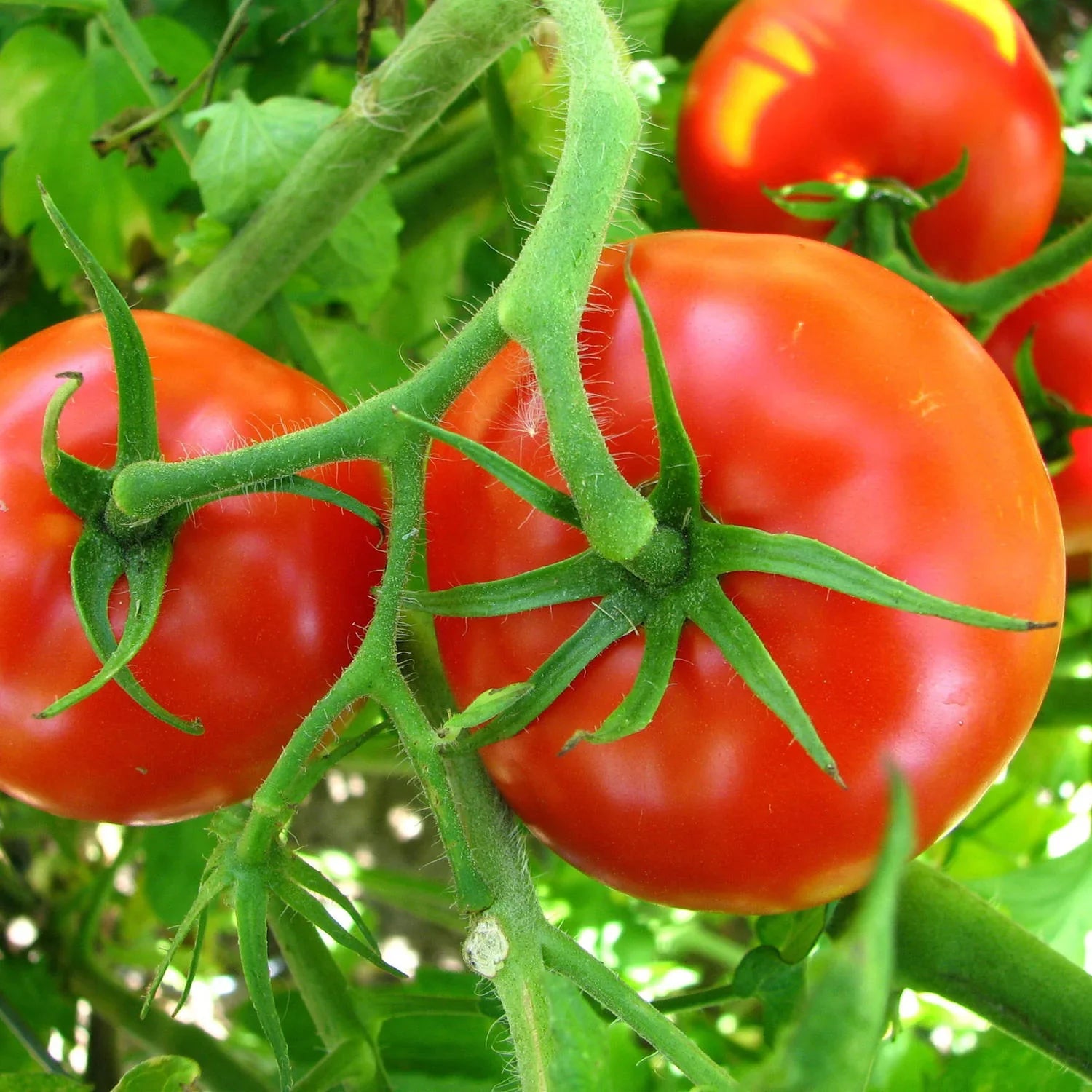 The name, Big Boy, is easy to remember and so is the flavor. This is a big, sandwich-type slicer with smooth, bright red fruit and a flavor that everybody likes. It bears heavily in mid-season, yet the indeterminate vines continue fruiting (though not as heavily) until frost. Plants in our Alabama test garden, where conditions are excellent, have yielded 100 tomatoes each through a 10-week harvest season. Long vines need staking, or grow the plant in a tall cage. Resistant to cracking.