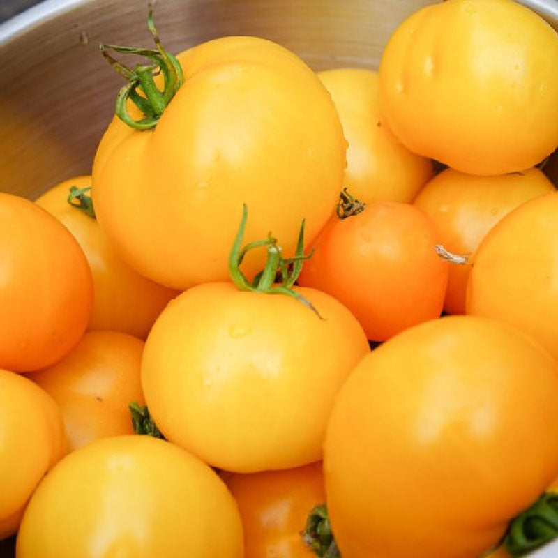 Tomato - Golden Jubilee