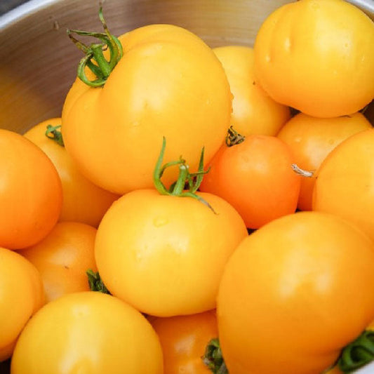 Tomato - Golden Jubilee