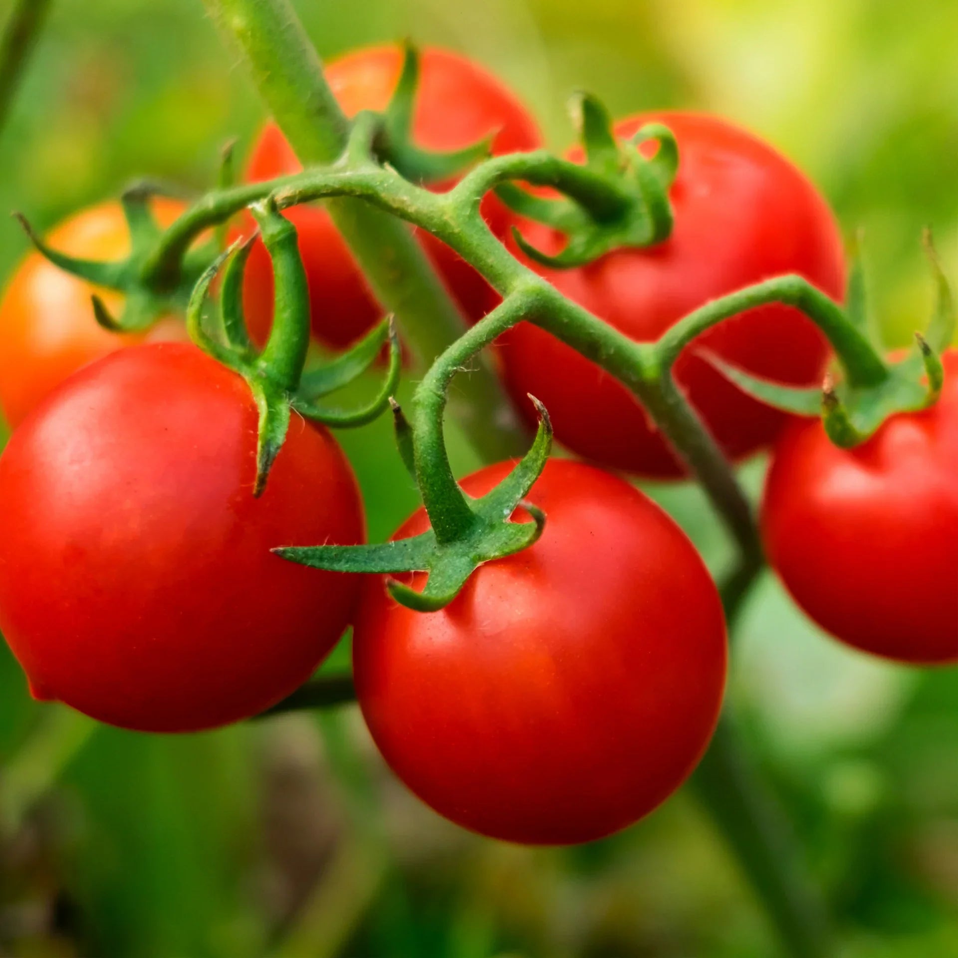 This super sweet cherry tomato is a best seller because of its flavor, productivity, and good looks. If you like to snack on cherry tomatoes, this is a great choice. One of the popular "Husky" series developed especially for home gardens, the plant is stout, dark green and really pretty; it's one of the prettiest tomato plants that we grow. The vines are dwarf indeterminate, making them short and husky like a determinate type, usually between 3 and 4 feet, yielding clusters of tasty little cherry tomatoes 