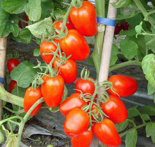 Tomato - Juliet
