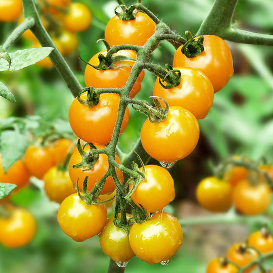 Although called yellow cherry, these little tomatoes are orange at their peak, making almost more bite-sized bursts of sweetness than you can imagine on each plant. A single healthy plant is capable of producing hundreds. Several years ago, Sun Sugar was named by Sunset magazine as the best tasting tomato in their trials for its sweetness and rich tomato flavor that includes just the right amount of tartness. This disease-resistant plant is one of our very best cherry tomatoes and are easy to grow. The fru