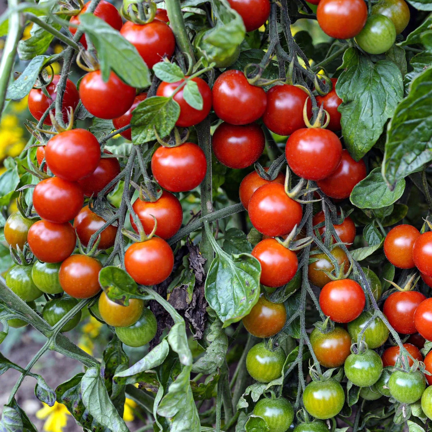 When Sweet 100 tomato was first introduced it created a buzz among gardeners because it is so tasty and produces for such a long time. Now, its improved cousin, Super Sweet 100 hybrid, bears the same long, branched clusters of deliciously sweet tomatoes high in sugar and vitamin C. But Super Sweet 100 is known to be more disease resistant, giving plants a better chance where certain problems may be soil-borne. You'll be eating them right off the vine before they ever make it to the salad bowl! They are per
