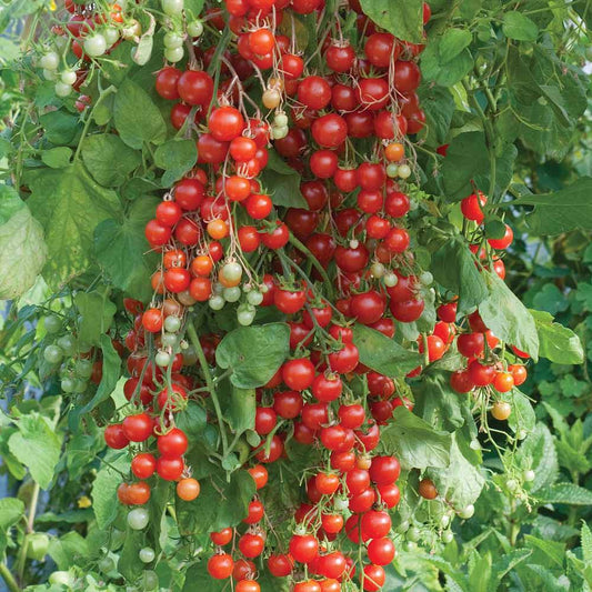 Tomato - Sweet Million