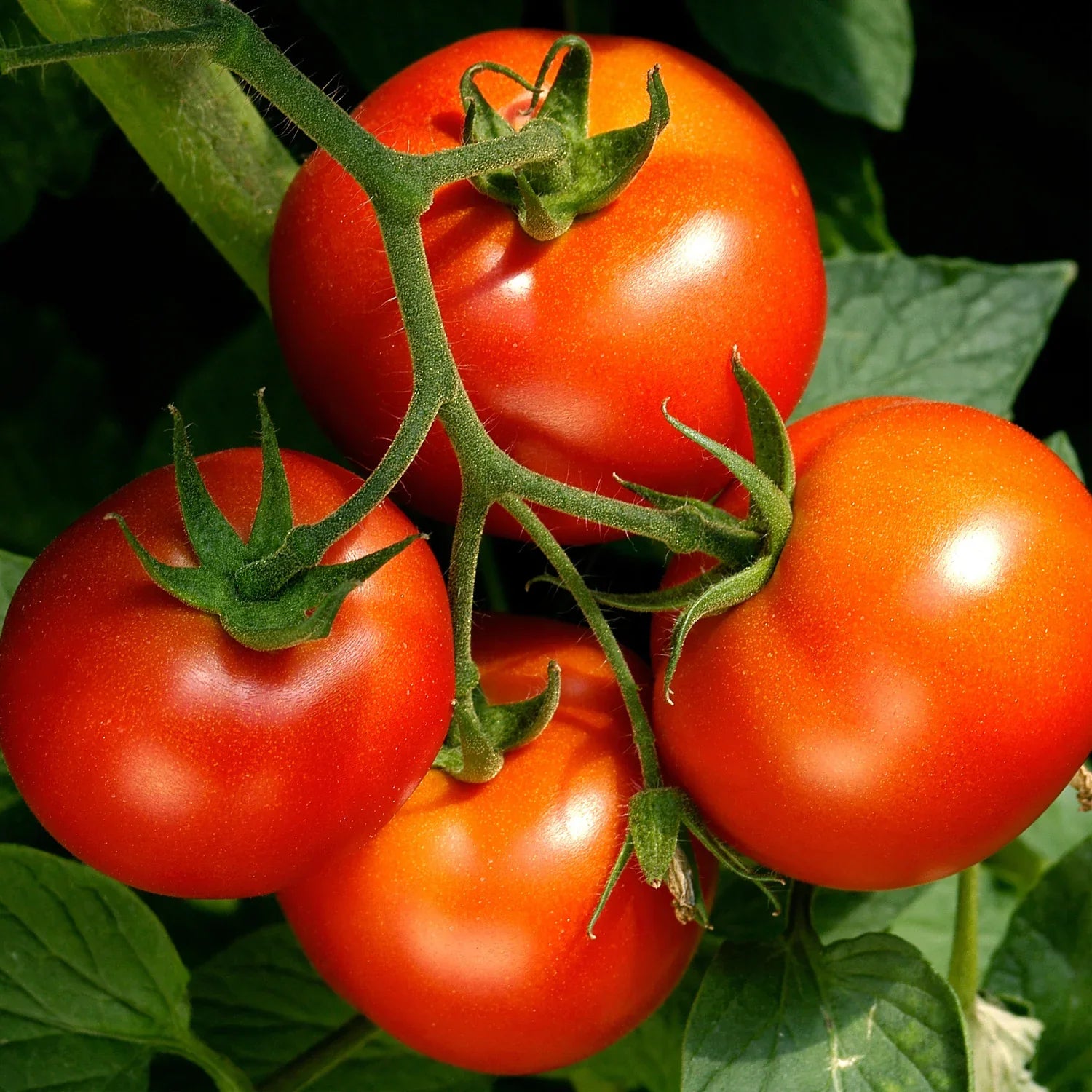 Celebrity vines bear clusters of medium-large tomatoes that are prized for their flavor. This is a great, all-round, dependable choice for your "basic" tomato needs -- sandwiches, slicing, snacks, and bruschetta. Gardeners love that the plants are quite resistant to disease, too. The large, meaty fruit with exceptional flavor are borne on dependable, strong vines that benefit from the support of a cage or stake to keep them upright, especially when loaded with fruit. Celebrity is sometimes considered a sem