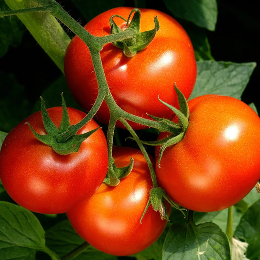 Celebrity vines bear clusters of medium-large tomatoes that are prized for their flavor. This is a great, all-round, dependable choice for your "basic" tomato needs -- sandwiches, slicing, snacks, and bruschetta. Gardeners love that the plants are quite resistant to disease, too. The large, meaty fruit with exceptional flavor are borne on dependable, strong vines that benefit from the support of a cage or stake to keep them upright, especially when loaded with fruit. Celebrity is sometimes considered a sem