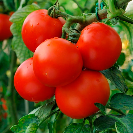 Tomato - Patio Large