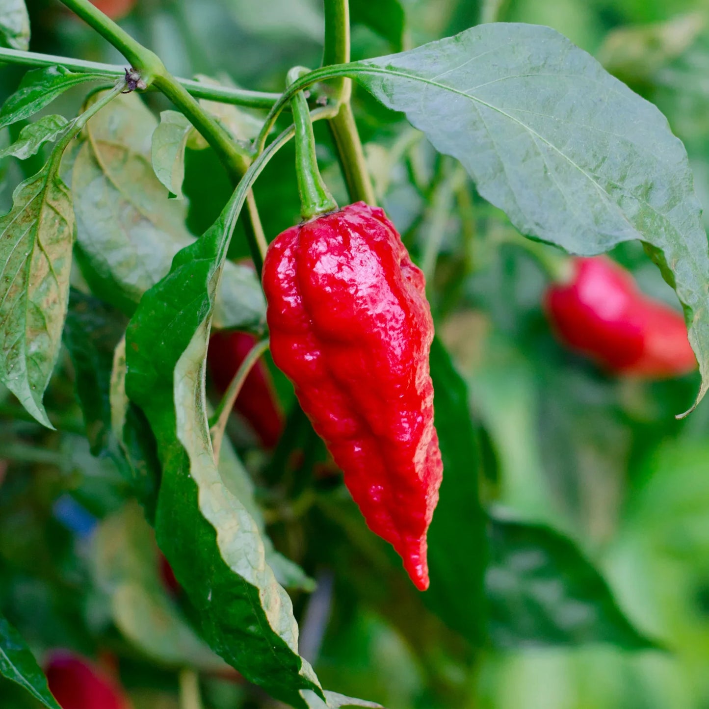 You’ve probably heard of the ghost pepper, as it has made its name as one of the hottest peppers in the world. Fruits ripen from green to bright red, and have thin, wrinkled skins. This is a slow growing plant, but it can sometimes reach up to 4 feet tall. Handle these fiery chili peppers with caution: Wear gloves and long sleeves when harvesting, and don’t let cut peppers—or anything made with them—touch your skin. (Goggles are a good idea, too.) Remember, a very little goes an extremely long way with thi