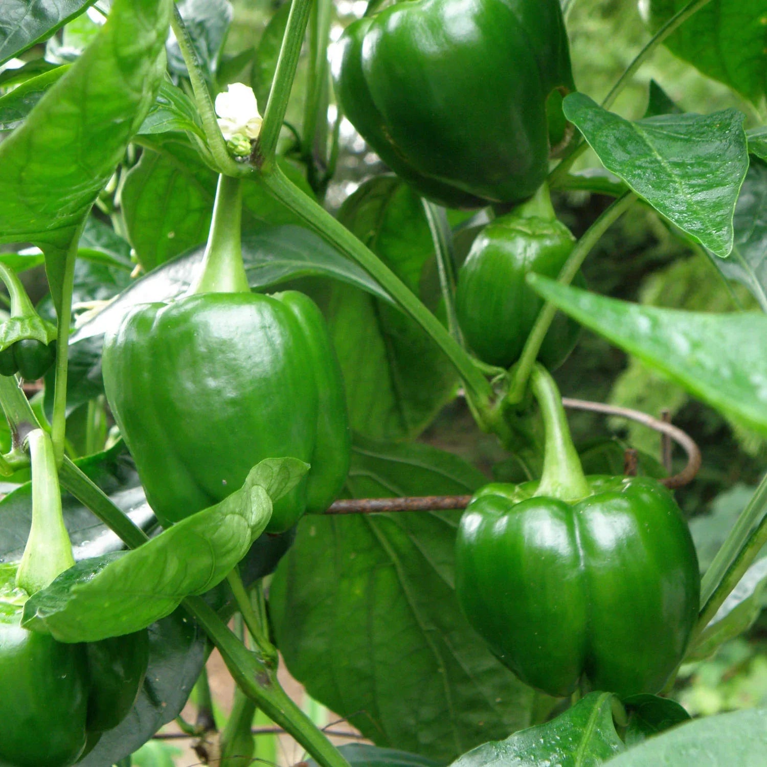 A heavy yielder of large fruits. A good all-round pepper for slicing, stuffing, and freezing. This bell produces lots of fresh bell peppers gradually over the growing season. Plants in our Alabama garden produce from June through October, yielding 30 or more peppers from each plant. (Your results will vary based on care and the length of your growing season.) This is a good-sized plant, so be prepared to stake if needed.