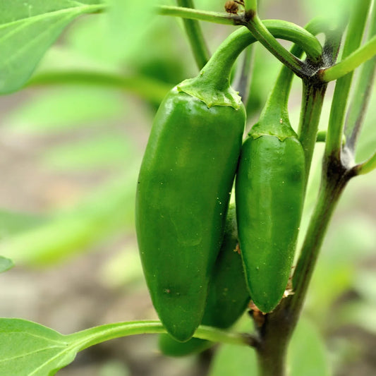 Named for the town of Jalapa, Mexico, this is the most popular chile pepper in the United States. JalapeÃ±o produces 3-inch, thick-walled, moderately hot pods with deep green color that matures to a bright red. The skin may show a netting pattern as fruit ages, but it does not affect flavor. Often, the heat of the peppers will vary, even those from the same plant. If peppers grow fast, get plenty of water, and are harvested soon, they may be milder than peppers that stay on the plant a long time, or that de