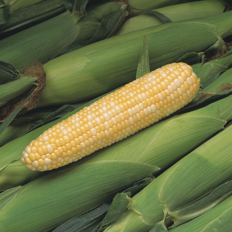 Hybrid. As sweet and delicious as the name implies, each ear of Peaches ; Cream Corn boasts a combination of tender white and yellow kernels. Plants mature early; consider multiple plantings one to two weeks apart to keep the harvest coming. Space plants 12 inches apart in rows 2 feet apart with a minimum of 4 rows for good pollination.