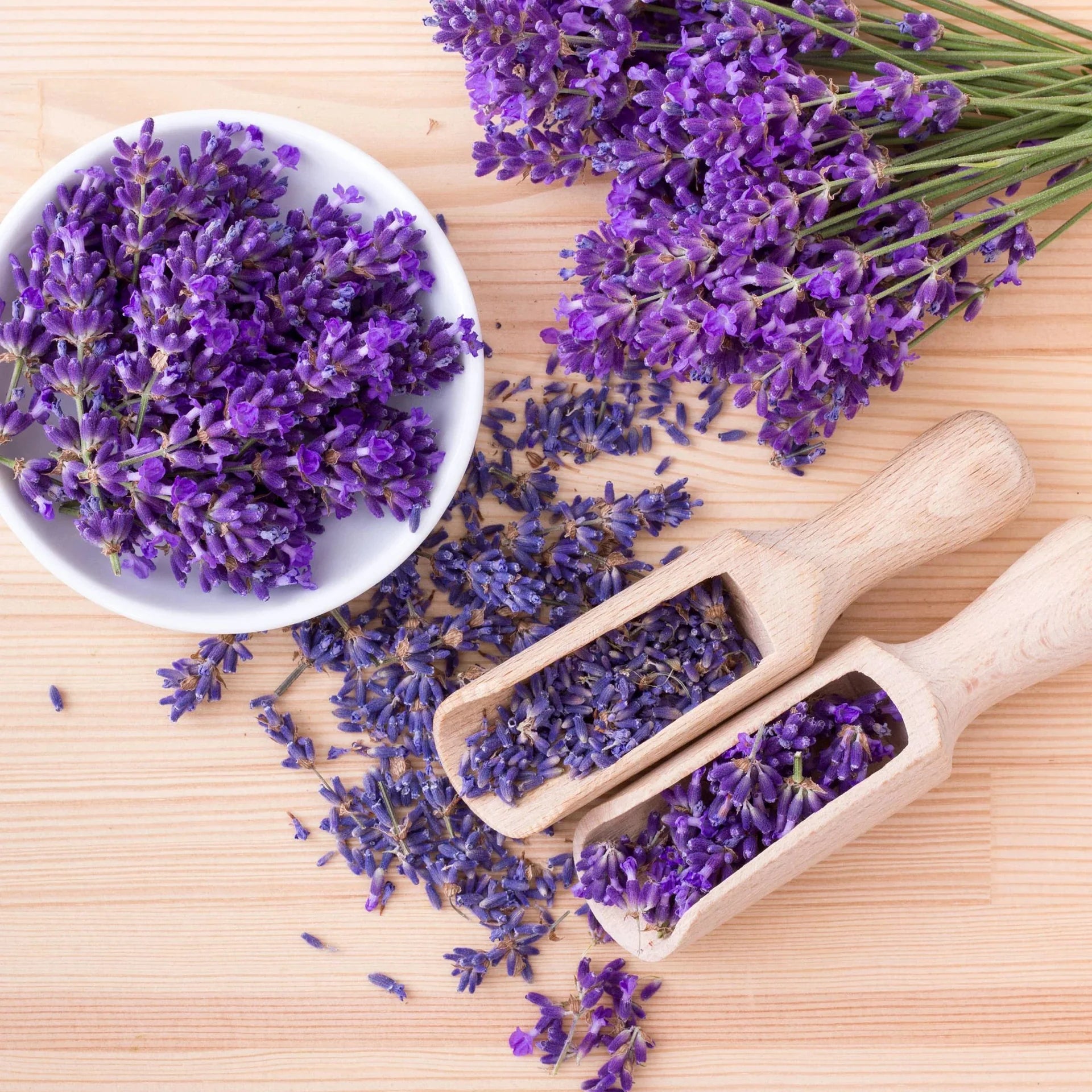 With its beautiful blooms, fabulous fragrance, and fantastic flavor, lavender makes the perfect addition to your garden. Not only do the fragrant flowers attract pollinators, they also make a lovely addition to homegrown bouquets, sachets, and meals. One of the ingredients in the traditional blend Herbes de Provence, lavender tastes delicious on roasts, in lemonade, in herbal tea, or desserts. It's terrific for aromatherapy, too. The delicate purple flowers contrast beautifully with the silvery foliage and