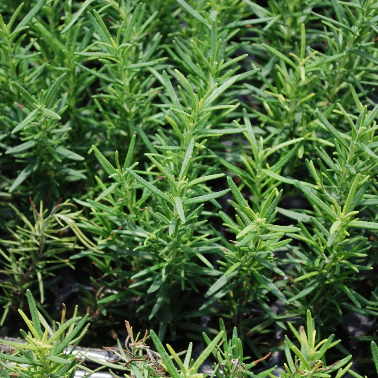 You'll love the convenience of harvesting fresh rosemary straight from your garden or containers and adding the perfect flavor to your favorite meals and baked treats. Add a pot of rosemary near your kitchen for convenient meal-time harvest, or use it to create a pretty border along an outdoor path and savor the fragrance as you pass. The highly aromatic herb tastes delicious flavoring meats, breads, cookies, crackers, cheese, and even oils and vinegars. Rosemary's flavor tastes stronger fresh than dried, 