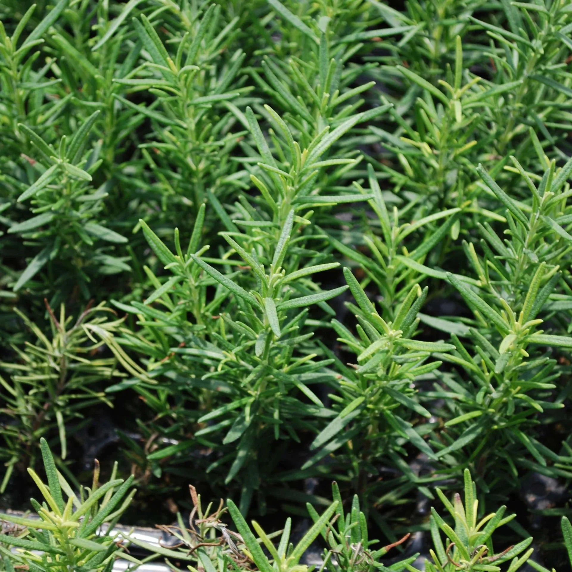 You'll love the convenience of harvesting fresh rosemary straight from your garden or containers and adding the perfect flavor to your favorite meals and baked treats. Add a pot of rosemary near your kitchen for convenient meal-time harvest, or use it to create a pretty border along an outdoor path and savor the fragrance as you pass. The highly aromatic herb tastes delicious flavoring meats, breads, cookies, crackers, cheese, and even oils and vinegars. Rosemary's flavor tastes stronger fresh than dried, 