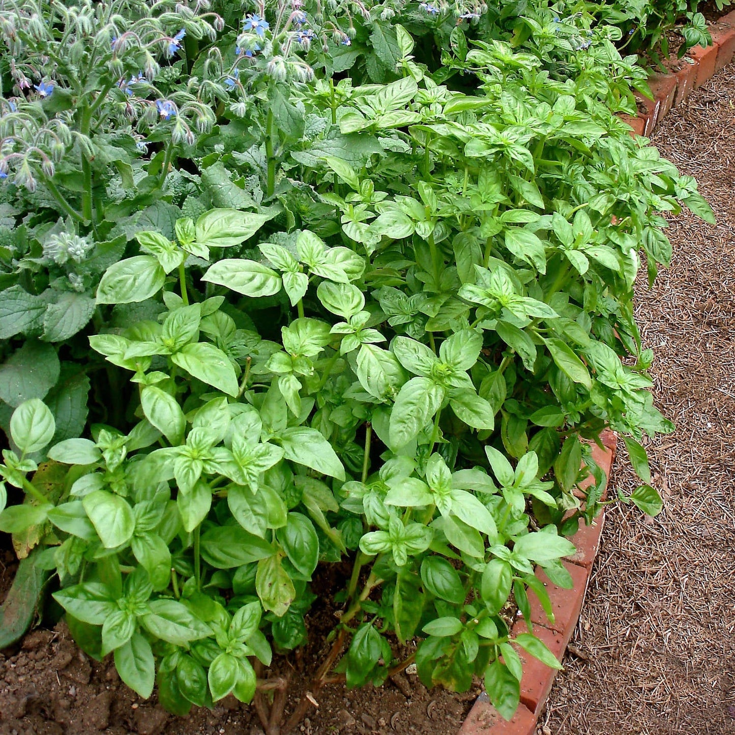 This herb is known around the world for its wonderful fragrance and flavor. The key ingredient in classic Italian pesto, Sweet Basil has big leaves that are fast and easy to grow so that you can make your own pesto to freeze for year-round use. It loves hot weather, so always wait until all danger of frost is past before planting in the garden in the spring, then harvest before the weather starts to cool down in fall. Great for containers, but be sure to keep watered. If you were to grow only one herb, thi