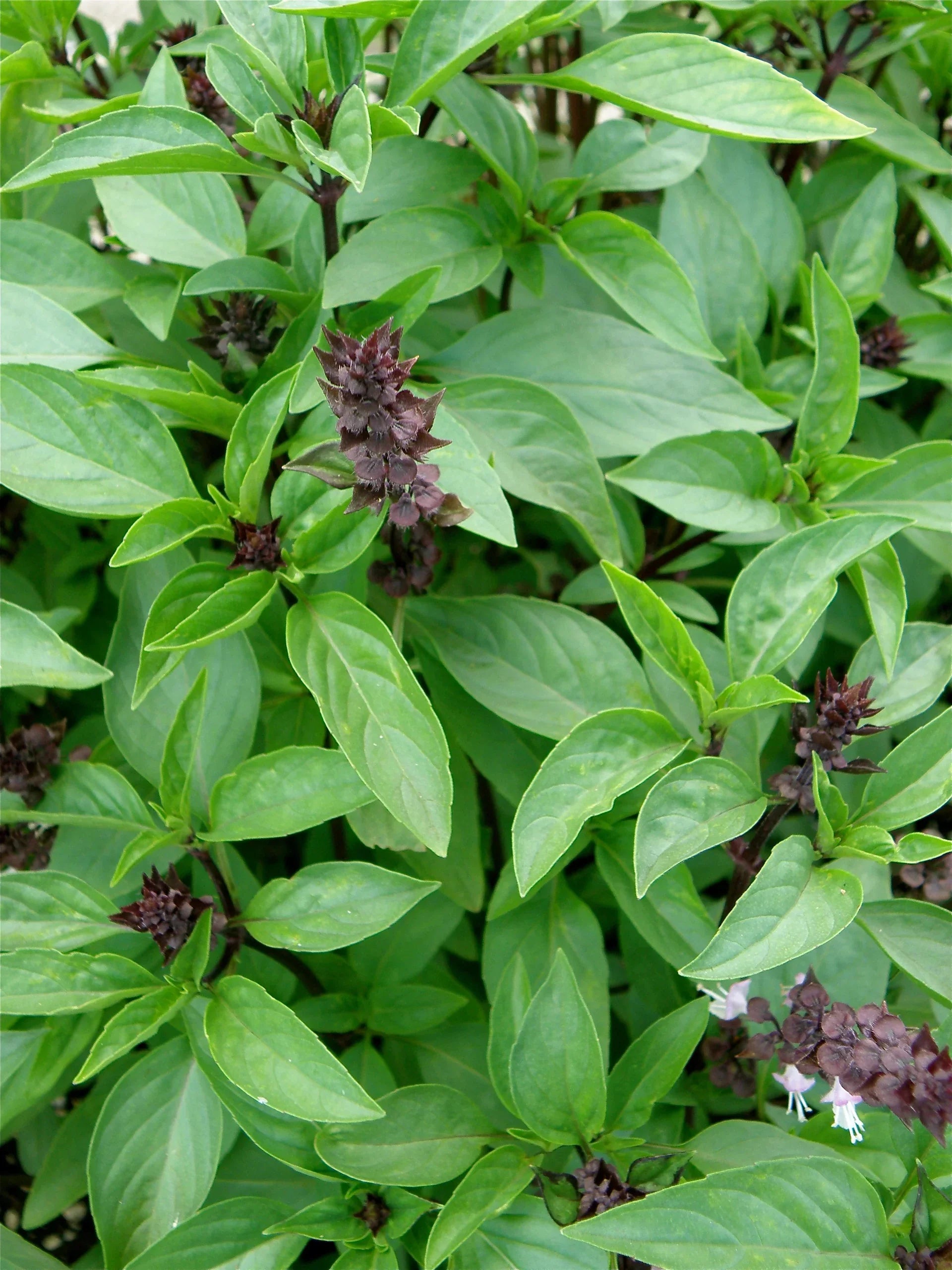Thai Basil is especially popular in dishes from Thailand and Southeast Asia. Its bright green leaves and purple stems make it a beautiful addition to sandwiches and vegetable trays. The hint of licorice and subtle kick of pepper also make it great in meat dishes, salads, spring rolls, and stir-fries, whether you dry your Thai basil leaves or use them fresh from your garden. Plant Thai basil in containers, raised beds, or in-ground gardens, in rich, well-draining soil that is evenly moist. Thai basil needs 