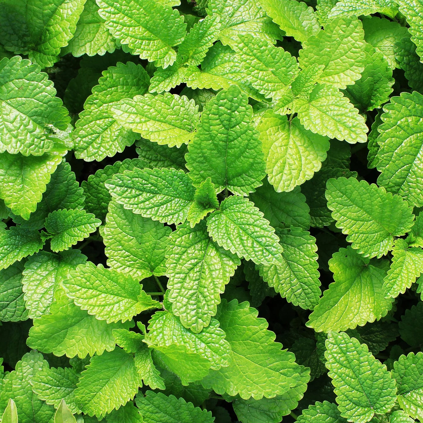 Spearmint has strong flavor and fragrance that is released with simple bruising. It's the best mint variety for hot and cold drinks. Toss bruised leaves into ice water for a refreshing summer drink or add to iced tea. Spearmint is favored for flavoring beverages such as mojito. Also know as Yerba Buena. Spreading plant is great for containers. Tolerates light frost.