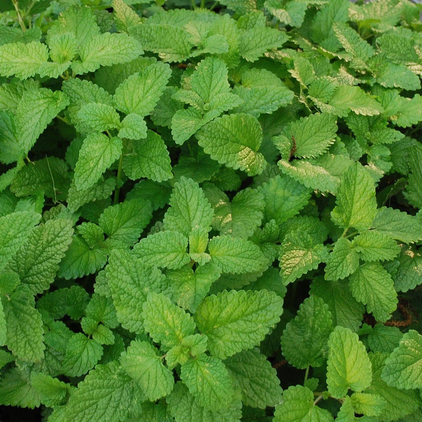 Lemon balm, a member of the mint family, is a lovely mild herb named for the lemony scent of its leaves. Originally grown in South Europe, lemon balm is often used in combination with other herbs and is frequently found in poultry and fish dishes, desserts, and teas. It also makes a nicely scented sachet. Plant one at the edge of a gate so that when the gate opens and closes the lemony scent fill the air. Like other types of mint, it likes to spread, so a container is a great choice.