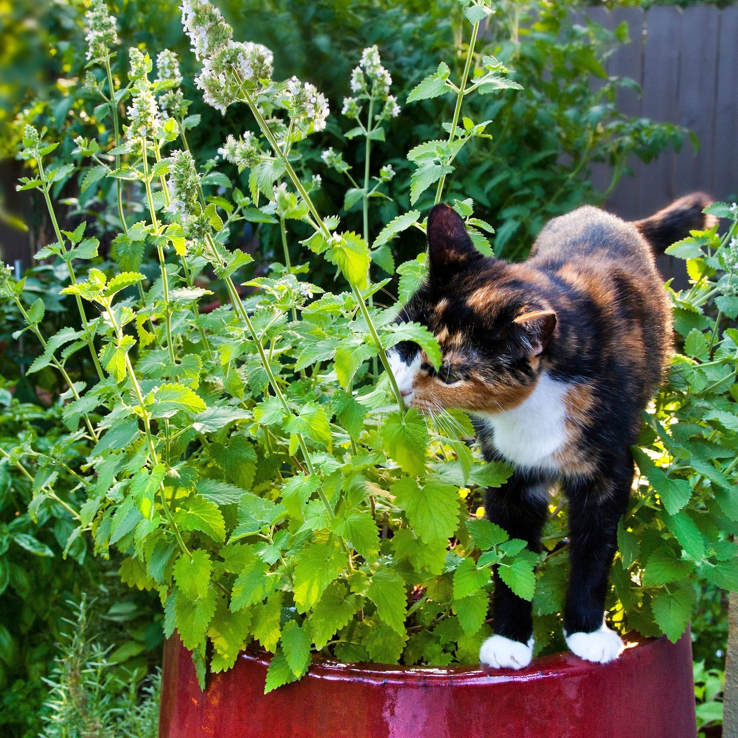 Your favorite feline will purr-fectly adore fresh catnip. Add it to your garden bed or plant it in a container for inside kitties, and watch them go wild! A member of the mint family, catnip creates a comical response in most cats, with lots of purring, rubbing, and rolling on the plant. This easy-to-grow, hardy herb produces pretty clusters of white flowers with purple dots in the summer, adding beauty to your garden. And, if your feline friend will share, catnip leaves make a lovely tea for humans. Dry t